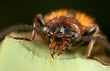 Click beetle macro