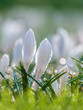 White spring crocus with water drops