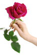 Rose in a hand