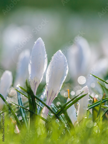 Photo: White spring crocus with water drops White spring crocus with water drops