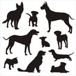 Dogs silhouette