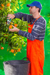 Tangerine orange farmer collecting man