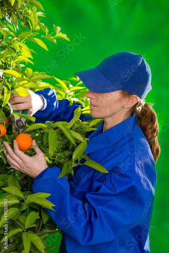Photo: Tangerine orange farmer collecting woman Tangerine orange farmer collecting woman