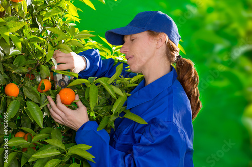 Photo: Tangerine orange farmer collecting woman Tangerine orange farmer collecting woman