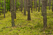 Deep in the forest
