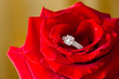 Foto: Golden diamond ring and rose Golden diamond ring and rose