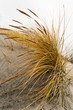 Grass on sand