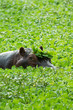 Photo: Hippopoptamus in lake with lillies Hippopoptamus in lake with lillies