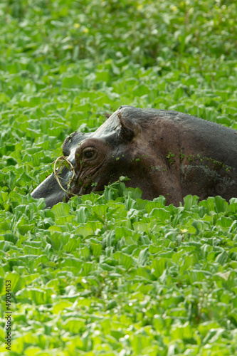 Photo: Hippopotamus in a lake with lilly plants Hippopotamus in a lake with lilly plants
