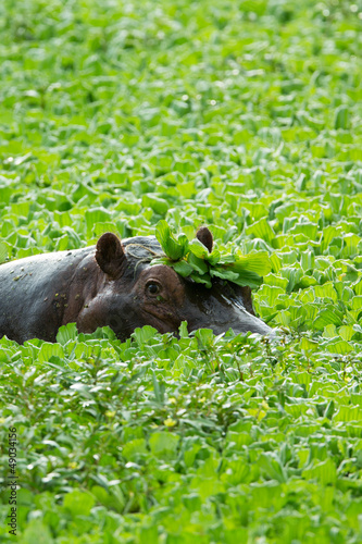 Photo: Hippopoptamus in lake with lillies Hippopoptamus in lake with lillies