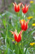 Flower Bed With Bright Tulips Flower Bed With Bright Tulips