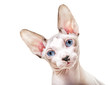 Foto: Canadian Sphynx cat with tilted head close-up portrait Canadian Sphynx cat with tilted head close-up portrait