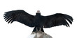 Andean condor.  Isolated over white