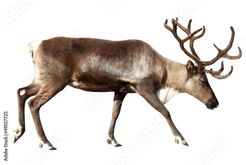 Photo: Reindeer. Isolated over white Reindeer. Isolated over white
