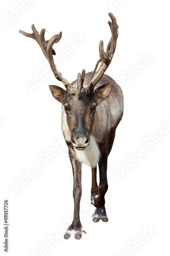 Photo: Caribou over white Caribou over white