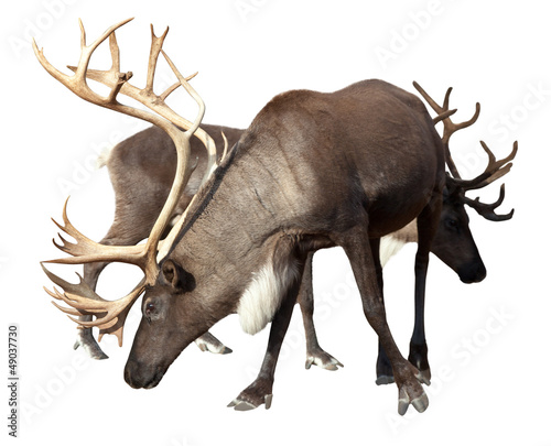 Photo: Two male reindeer Two male reindeer