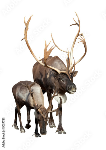Photo: Two caribou over white background Two caribou over white background