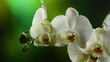 Video: Orchiday flower blossom burgeon time lapse Orchiday flower blossom burgeon time lapse