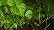 Video: Growing been plant time lapse Growing been plant time lapse