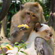 Monkey and domestic cat , Thailand .