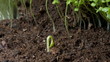 Video: Growing been plant time lapse Growing been plant time lapse