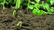 Video: Growing been plant time lapse Growing been plant time lapse