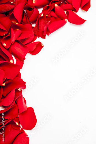 Photo: Rose petals Rose petals