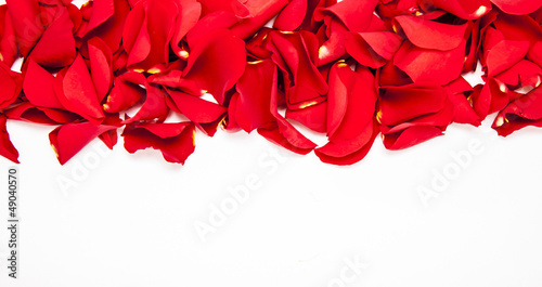 Photo: Rose petals Rose petals