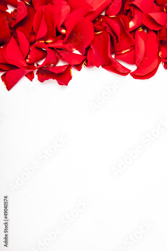 Photo: Rose petals Rose petals