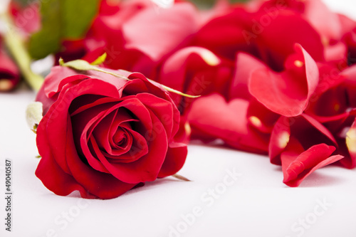 Photo: Red rose with rose petals Red rose with rose petals
