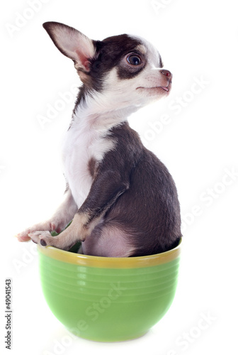 Photo: puppy chihuahua in a cup puppy chihuahua in a cup