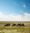Wildebeest, Gnu on African savanna. Safari in Serengeti