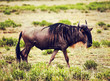 Wildebeest also called Gnu on African savannah. Safari