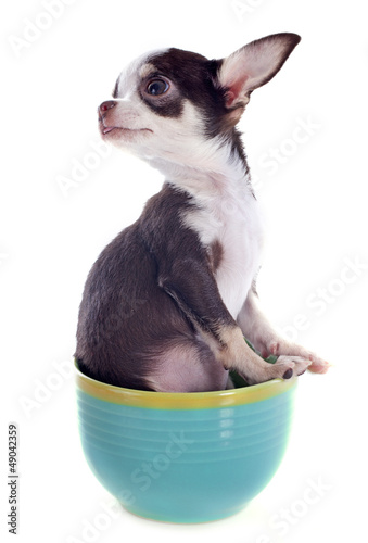 Photo: puppy chihuahua in a cup puppy chihuahua in a cup