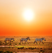 Zebras herd on African savanna at sunset. Safari in Serengeti