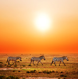 Zebras herd on African savanna at sunset. Safari in Serengeti