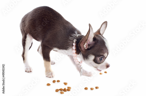 Photo: puppy chihuahua eating puppy chihuahua eating