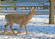White-Tailed Deer walking on the snow