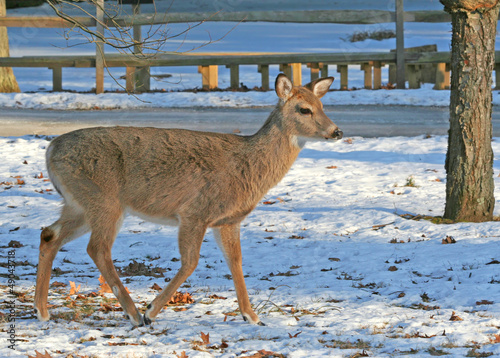 Photo: White-Tailed Deer walking on the snow White-Tailed Deer walking on the snow