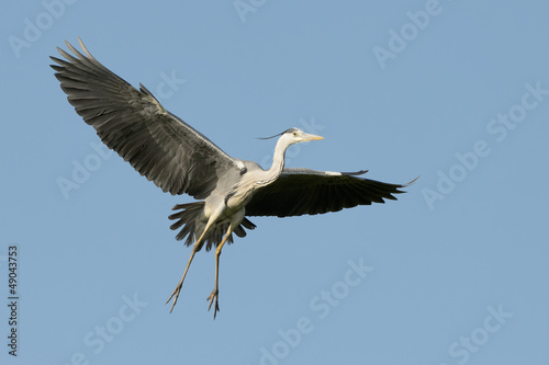 Photo: A blue black heron A blue black heron