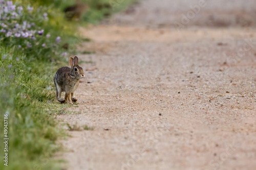 Photo: A jack rabbit running to you A jack rabbit running to you