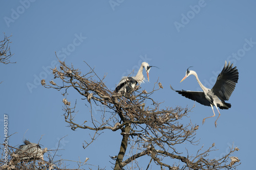 Photo: A blue black heron in the blue sky background A blue black heron in the blue sky background