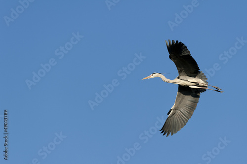Photo: A blue black heron in the blue sky background A blue black heron in the blue sky background