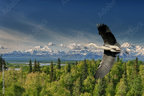 Photo: A blue black heron in the blue sky background A blue black heron in the blue sky background