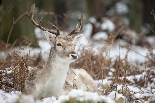 Photo: Beautiful image of Fallow Deer in snow Winter landscape Beautiful image of Fallow Deer in snow Winter landscape