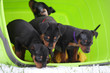 Zwergpinscher