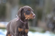 Dobermannwelpe
