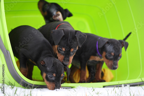 Photo: Zwergpinscher Zwergpinscher