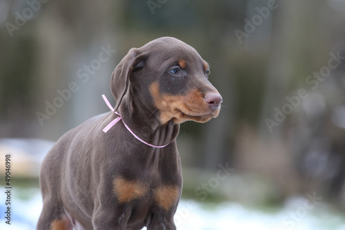 Photo: Dobermannwelpe Dobermannwelpe