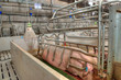 pork plant
